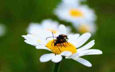 Crafting Compelling Copy for High-Performing Social Media Ads