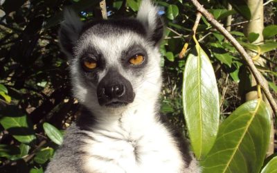 The Role of Humor in Advertising: Making Your Audience Laugh